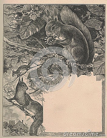 Black and white antique illustration shows squirrels. Vintage marvellous illustration shows the squirrels on the hazel Cartoon Illustration