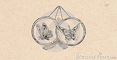 Black and white antique illustration shows two butterflies . Vintage marvellous illustration shows the two pictures of Cartoon Illustration