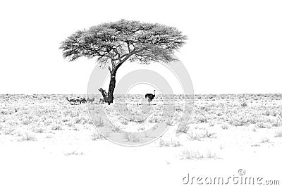 Black and white art. Dry hot day with sun in Etosha NP, Namibia. Herd of antelope springbok and ostrich hidden below the tree, in Stock Photo