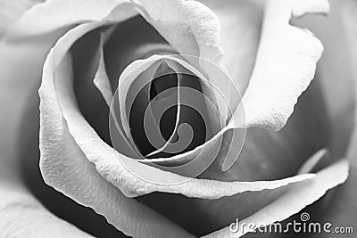 Black and white, beautiful, delicate rose petals Stock Photo