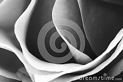 Black and white, beautiful, delicate rose petals Stock Photo