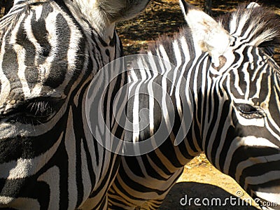 The black and white beauty of Zebras Stock Photo