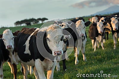 Black and white beef cattle in the late afternoon on a farm near Stock Photo