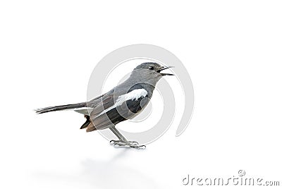 Black and white bird, Magpie Robin isolated on white background. Stock Photo