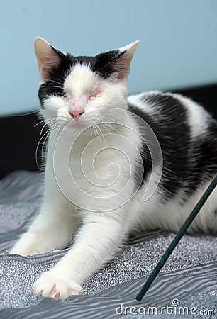 Black and white blind cat Stock Photo