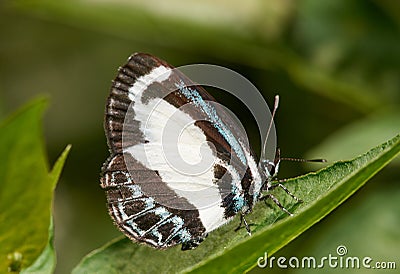 Small Green Banded Blue(Psychonotis caelius) Stock Photo