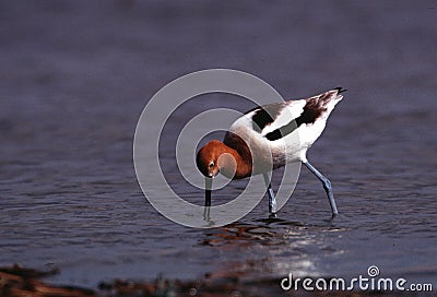 American Avocet in breeding plumage forages on the edge of a pothole Stock Photo