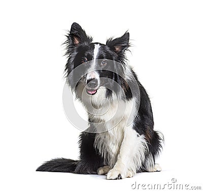 Black and white Border Collie dog, intrigued Stock Photo