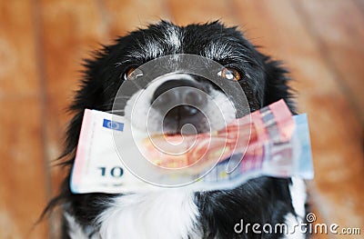 Black and White Border Collie with Euro Banknotes. Cute Dog Holding Money in Mouth Stock Photo