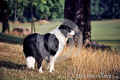 A border collie standing in a grassy field Stock Photo