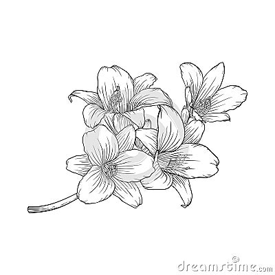 Black and white bouquet lily isolated on background. Vector Illustration