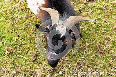 Black white brown goat on the grass in the garden. Background Stock Photo