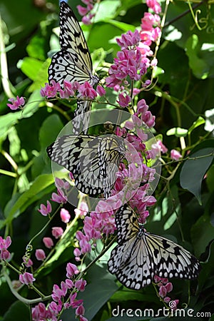 Black and White Butterflies Feeding on Pink Flowering Vine Stock Photo