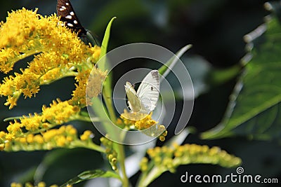 Black and white butterfly Stock Photo