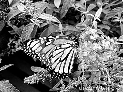 Buddaleia Butterfly Another View Stock Photo