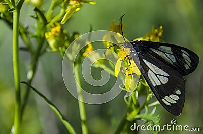 Black and white butterfly exploring a yellow flower Stock Photo