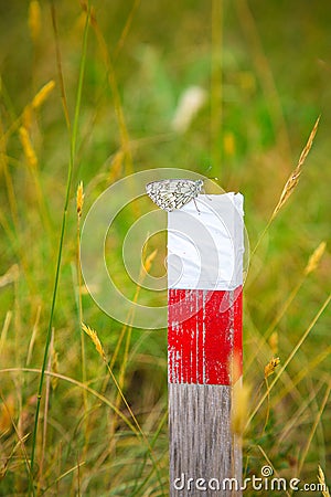 A black and white butterfly on red and white pillar in a field. Ecological meditation. Alpine lepidoptera insect in Stock Photo