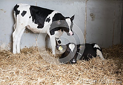 Black and white calfs in straw of dutch barn in holland Stock Photo
