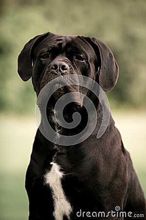 Portrait black and white Cane Corso Italian Mastiff. Bright green trees and grass are on the background. Stock Photo