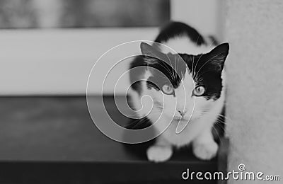 Black and white cat Stock Photo