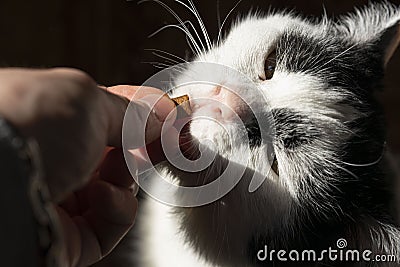 Black and white cat eating with hands dry crisp food Stock Photo
