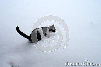 Black and White Cat Encounters Snow Stock Photo