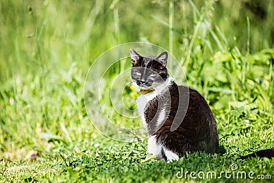 Black and White cat Stock Photo