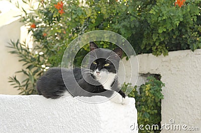 A black-and-white cat with green eyes lies on the porch steps Stock Photo