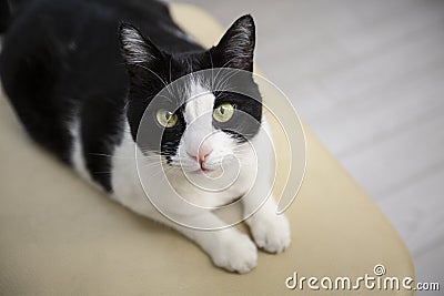 black and white cat lies and looks at the camera Stock Photo