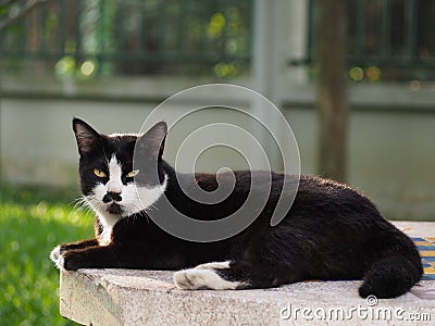 Black and white cat lying on a marble table Stock Photo