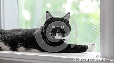 Black cat lying on white sill near mosquito net window, looking at camera inside rural house. Stock Photo