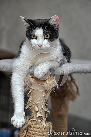 Black and white cat lying Stock Photo