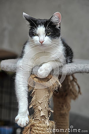 Black and white cat lying Stock Photo