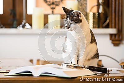 Black and white cat next to a book Stock Photo