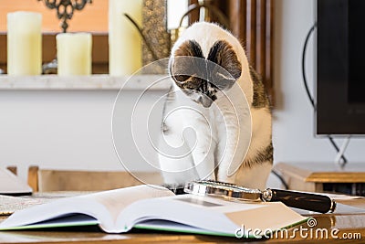 Black and white cat next to a book Stock Photo