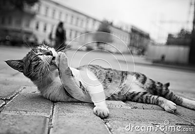 Black and white cat photo lying in the street in various funny poses Stock Photo