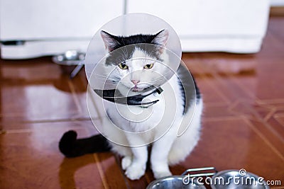 Black-white cat with plastic medical collar is sitting on a floor of kitchen near to fridge and bowls with cat food Stock Photo