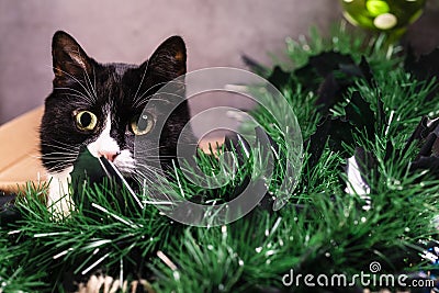 Black and white cat playing with Christmas decorations Stock Photo