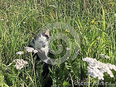 A black-white cat sits in the grass in flowers in the summer Stock Photo
