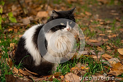 black and white cat Stock Photo