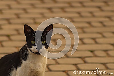 A black and white cat sits on a paved sidewalk in a park and looks at the lens. Toned in warm colors. The theme of lounging and Stock Photo