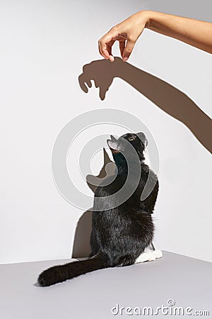 Black and white cat stand. hand frighten pet. Shadow at wall Stock Photo