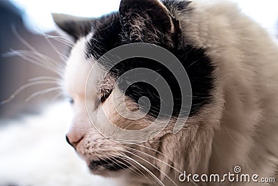 Black and white cat starring on the floor Stock Photo