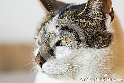 Black and white cat Stock Photo