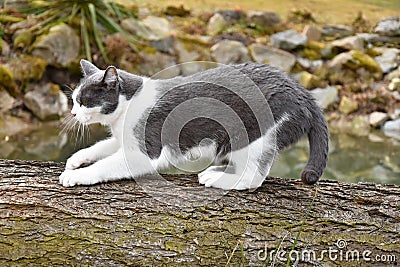 Black and white cat to sharpen its claws on the wood. Stock Photo
