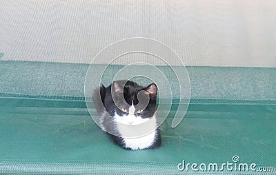 Black and white cat and transparently green background Stock Photo