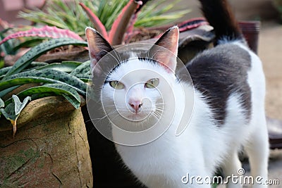 Black and white cat on the wall Stock Photo