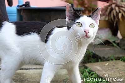 Black and white cat on the wall Stock Photo