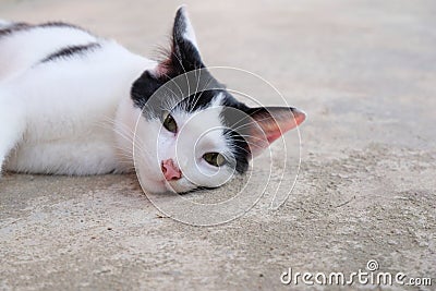 Black and white cat on the wall Stock Photo