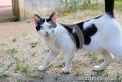 Black and white cat on the wall Stock Photo